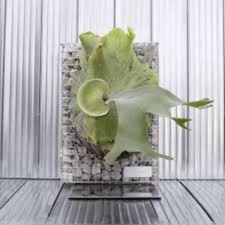 Platycerium WANDAE X VEITCHII