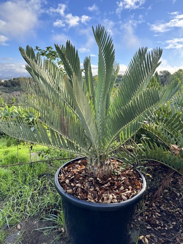 Encephalartos nubimontanus