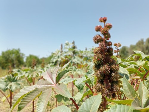 Pianta viva ricino ricinus - viva, (ricinus