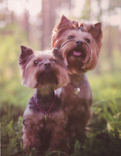 Unigraf Postcard    YORKSHIRE