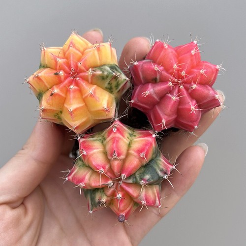 Pianta cactus succulenta - di,