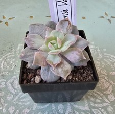 Echeveria van breen - van,