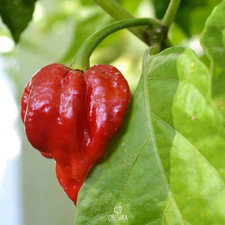 Seeds hot pepper trinidad - of,