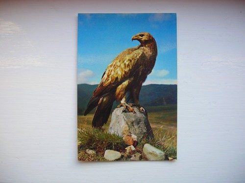 Golden eagle postcard - postcard, –