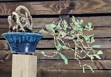 SHOHIN BONSAI eleagno Giapponese, Elaeagnus SILVERBERRY, Ölweide