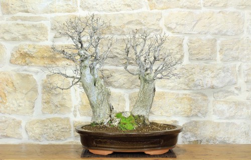 Bonsai olmo campestre due - olmo,