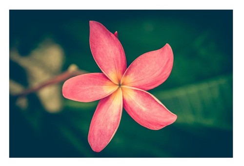 Plumeria rubra salmon pink - rubra,