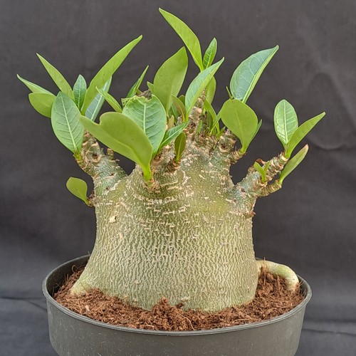 Adenium obesum baobab - adenium,