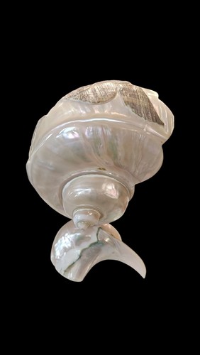 Lampada tavolo conchiglia - da,
