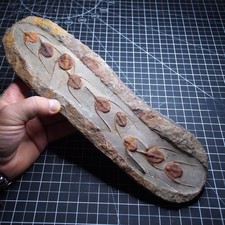 1,5 kg Trilobite Ampyx