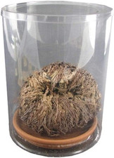 Rj02 Rosa Di Jericho