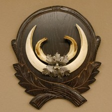 Wildschweinwaffen (Sus Scrofa)