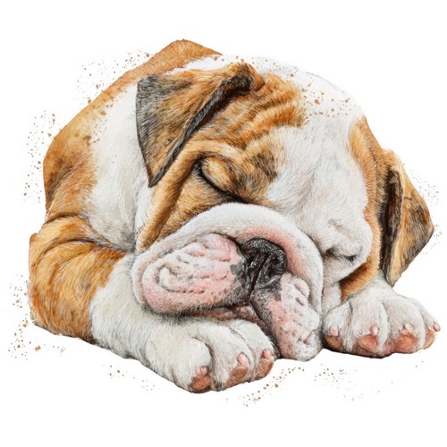 Adesivi bulldog - adesivi, auto