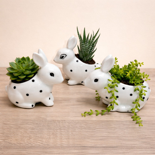 Vaso per piante succulente