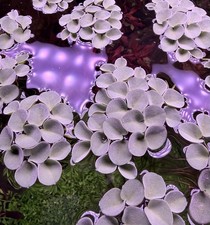 Pianta Acquario Galleggiante