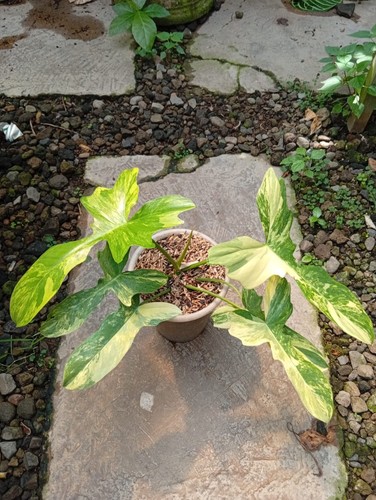 Quadro reale philodendron - quadro,
