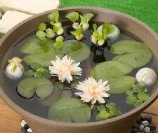 NYMPHAEA AMPA WHITE - NINFEA BIANCA, 10 SEMI + OMAGGIO