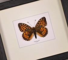 Real framed butterfly Argynnis