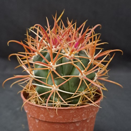 Ferocactus chrysacanthus - , f