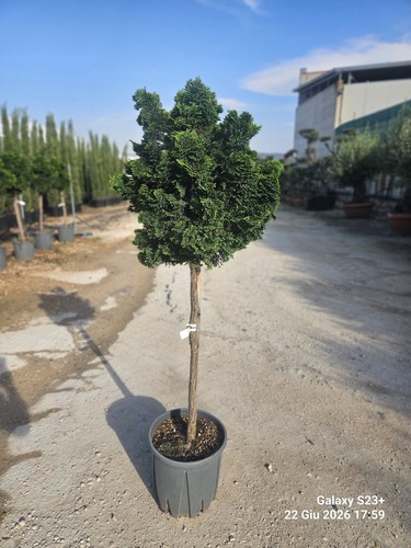 Chamaecyparis obtusa nana - obtusa,