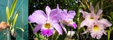 Cattleya gaskelliana x RLC