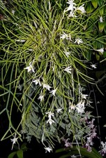 Dendrobium equitans