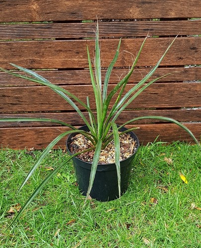 Yucca filifera plant de - yucca,