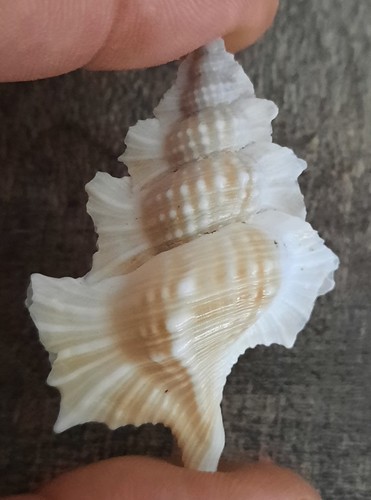 Curiosité coquillage - ,coquillage,