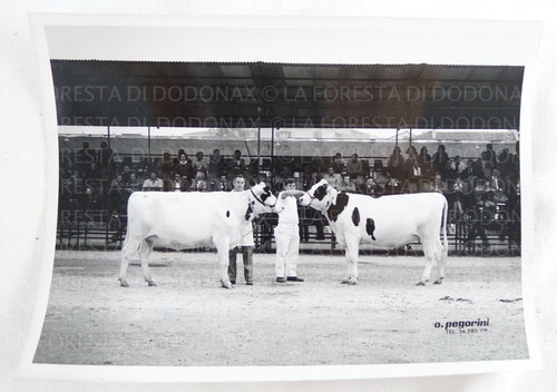 Vecchia fotografia foto - fotografia,