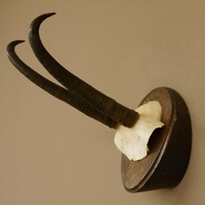 Corna Di Camoscio Forte