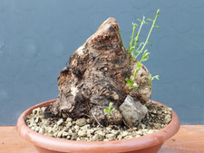 Bonsai Olivastro 23x20cm In