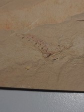 Houcaris Consimilis? Very nice