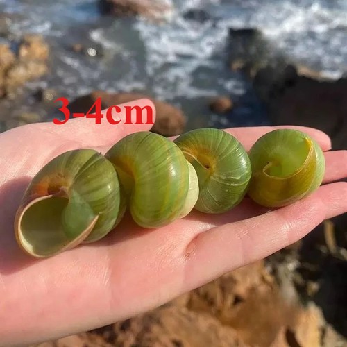 2pz lumaca mela verde raro - lumaca,