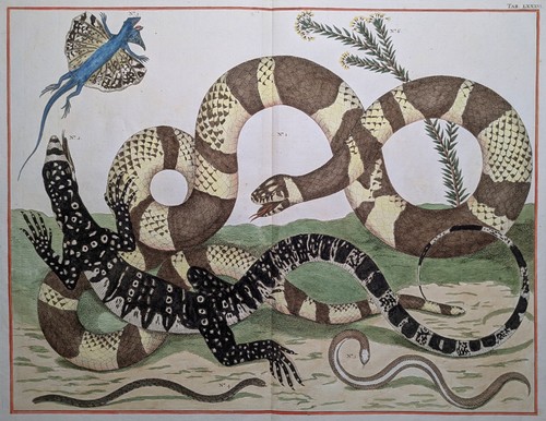 Albertus seba 1735 serpente - albertus,
