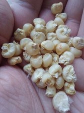 Mindszentpusztai Landrace Corn