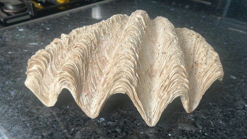 Tridacna grande pesante - tridacna, e