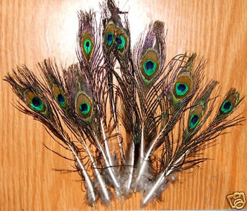 Piume pavone con - piume,
