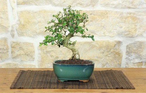 Bonsai olivastro - di, (286)