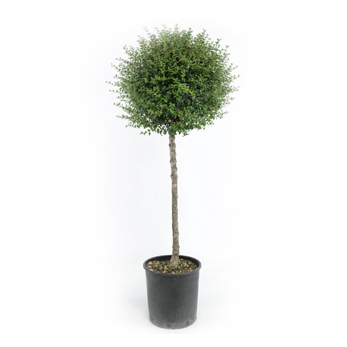 Ligustro giapponese ligustrum - ligustro,