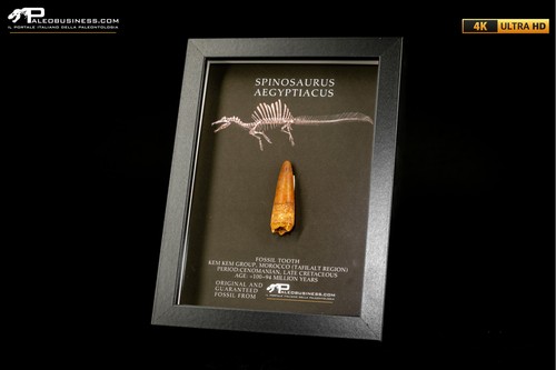 Dente fossile spinosaurus - dente,