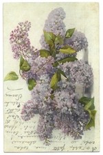 Antica Cartolina ILLUSTRATA: FIORI, GLICINE LILLA, COMPOSIZIONE, AUGURI