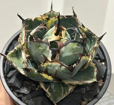 Rare Cacti Agave titanota