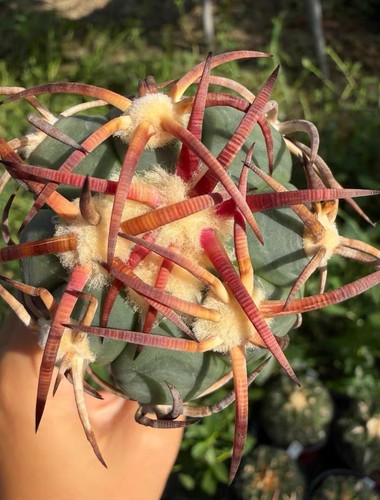 Echinocactus horizonthalonius - echinocactus,