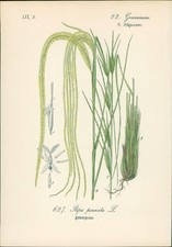 Chromolithographie 