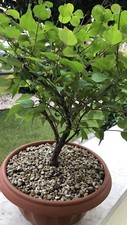 Bonsai Prunus Mume  - fiore bianco - altezza 32 cm.