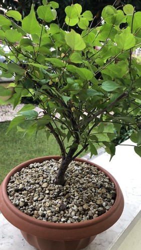 Bonsai prunus mume - bonsai,