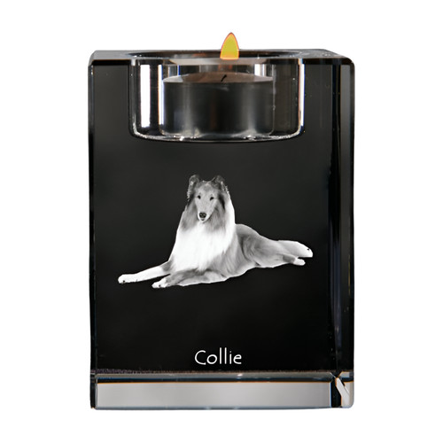 Collie pelo lungo pastore - a,