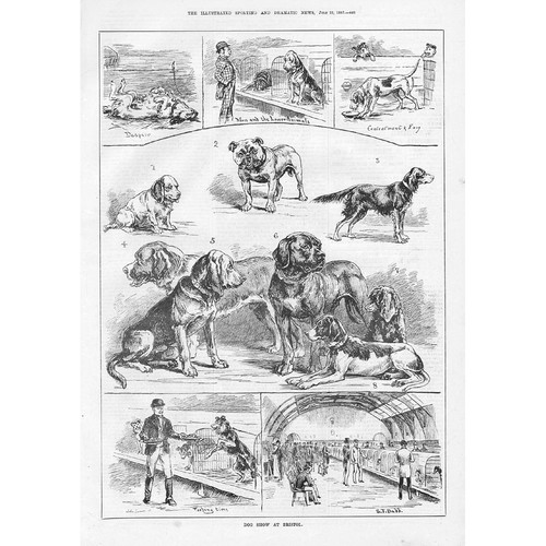 The dog show bristol - at,