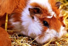 5 GRAMMI DI SEMI PER PORCELLINO D'India da semina + omaggio