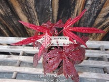 Japanese Maple Trees (Acer